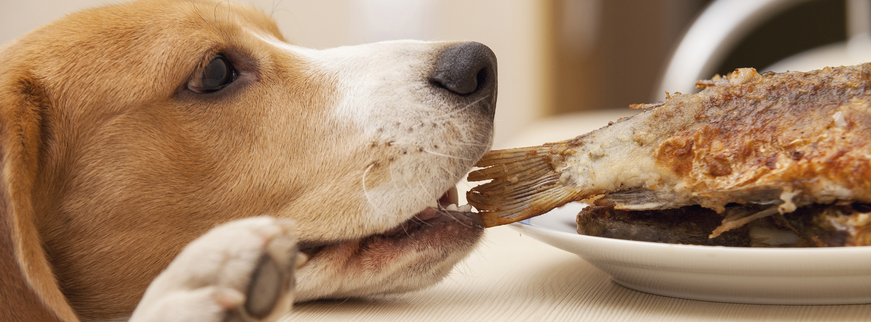 What your pet eat. Собака. Собака ворует еду со стола. Кот и собака. Картинки кошек и собак.